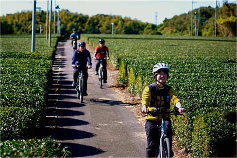 パイロット茶園