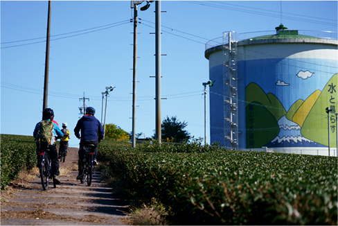 パイロット茶園